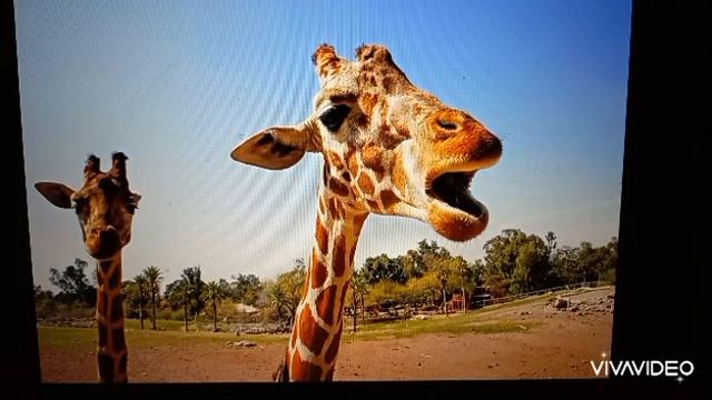 Всегда ли жирафы молчат? смотреть онлайн