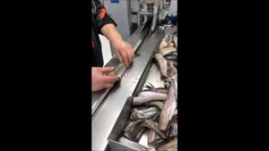 Разделка минтая и морского окуня на филетировочной машине Baader 187