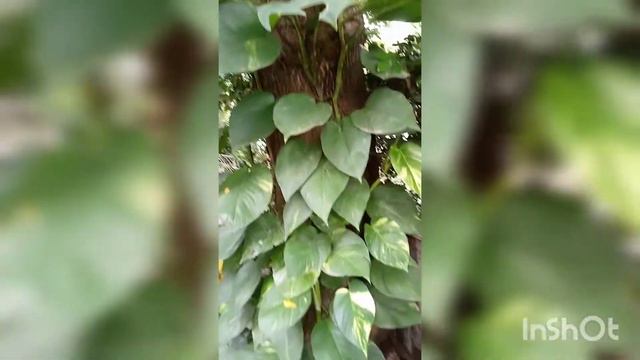 Vlog #397 Big Golden Pothos "Money Plant" смотреть онлайн