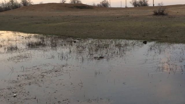 Нерест сазана в дельте Волги