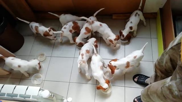 Щенки легавой ирландского красно-белого сеттера. Завтракаем! смотреть онлайн