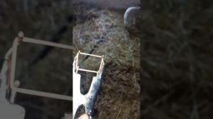 Одели ягнятам резинки на хвост🐏