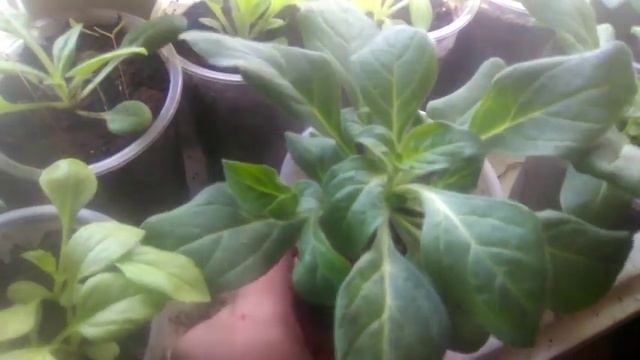 Петуния после подкормки Гумат смотреть онлайн