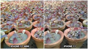 iPhone 12 Mini Vs iPhone 11 Camera Comparsion...