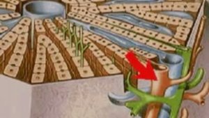 Строение печени