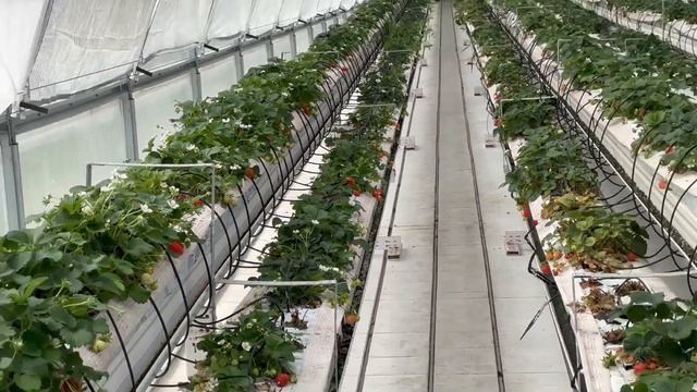 Круглогодичное выращивание клубники в теплице по малообъёмной технологии.
