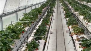 Круглогодичное выращивание клубники в теплице по малообъёмной технологии.