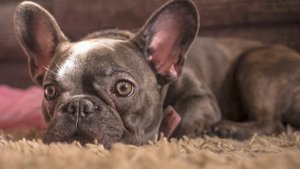 Какой французский бульдог на самом деле? Порода французский бульдог. Цена, характер, болезни.