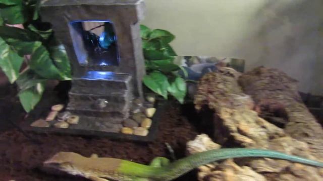 Green Ameiva Care смотреть онлайн