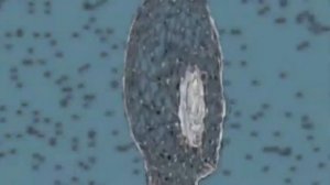 Новые Композиторы - Контакты Третьего рода