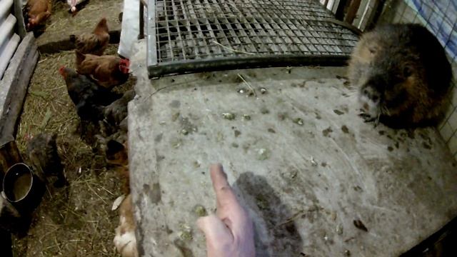 Мороз ,замерзают хвосты у нутрий,с моего опыта смотреть онлайн