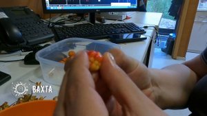 МОРОШКА. [Варенье из морошки]