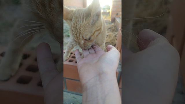 смотрите какой котик 🥰