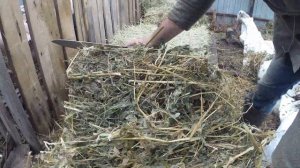 Козлятник . Тимофеевка