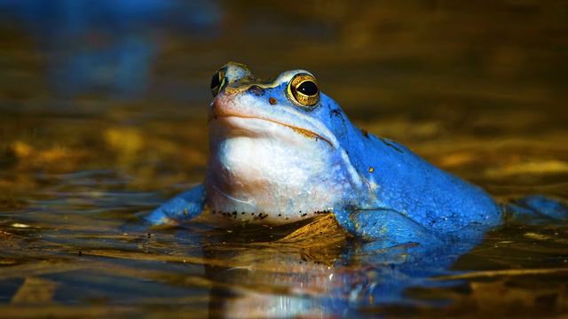 ENDANGERED ANIMALS 8K ULTRA HD смотреть онлайн