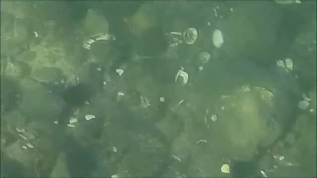 Экшн видеокамера SJ4000 под водой смотреть онлайн