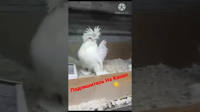 Султанка Мини Белый ( Породы Куры Корейский) Таджикистан Самый Красивые Куры В мире смотреть онлайн