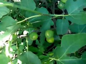 Лучший сорт инжира) Первый и второй урожай инжира
