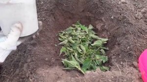 Посадка тыквы. Чем заправить лунки для получения богатого урожая