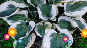 Хоста гибридная Барбарра Энн. Краткий обзор, описание характеристик hosta hybridum Barbarra Ann