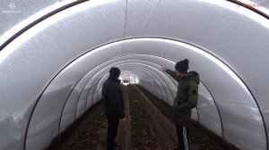 Снег положил балаганы гектарами. Почему теплицы не выдержали