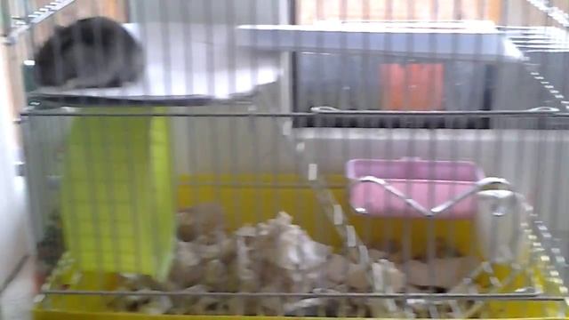 Всё о Джунгарских хомяках смотреть онлайн