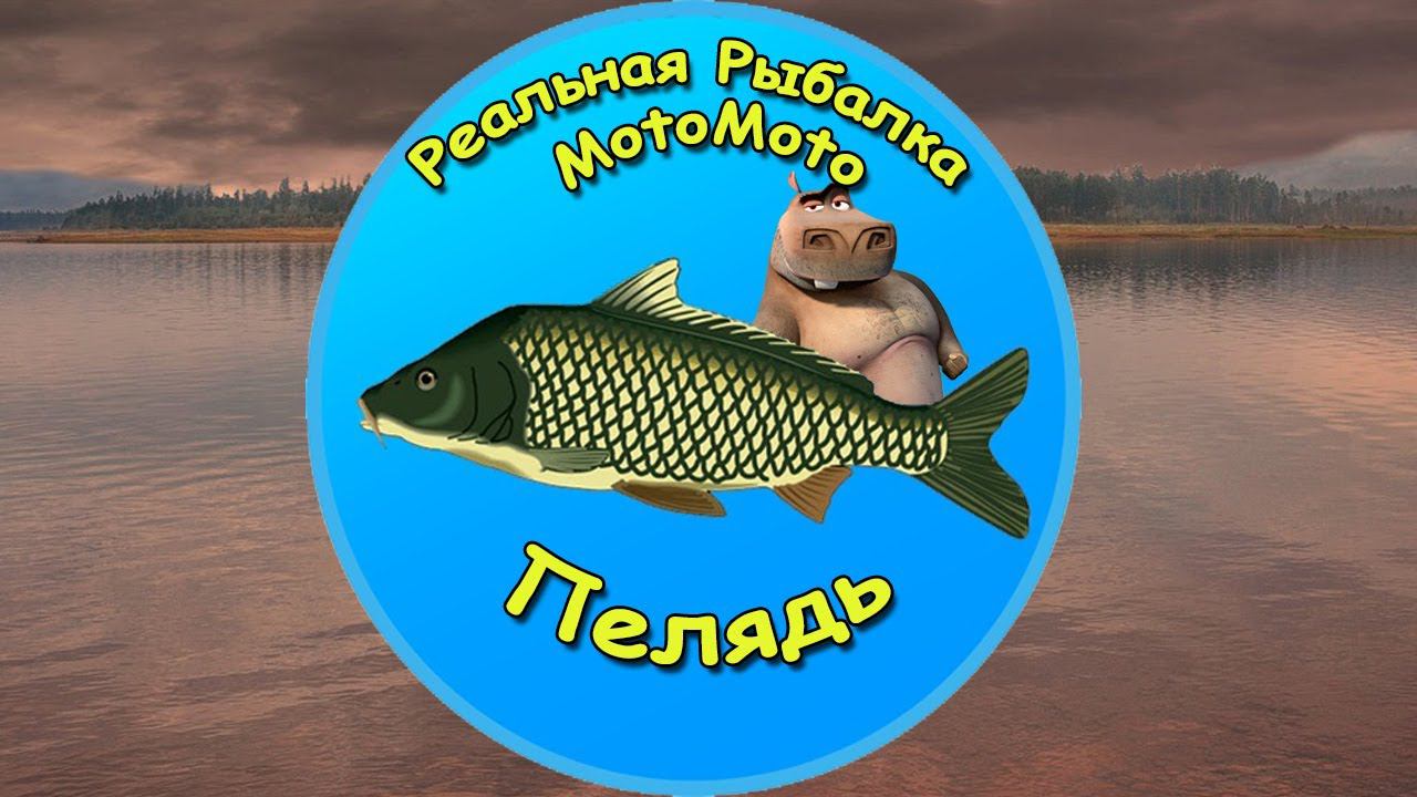 Как поймать Пелядь на Братском водохранилище [NEW] | Реальная Рыбалка