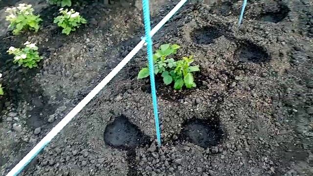 Посадка Огурчиков "КОНКУРЕНТ" в Открытый Грунт. 24 мая 2021г. смотреть онлайн