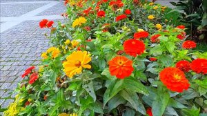 ПРОГУЛКА ПО ЯЛТЕ 19.10.2022 КРЫМ ОСЕНЬЮ / Жизнь в Ялте