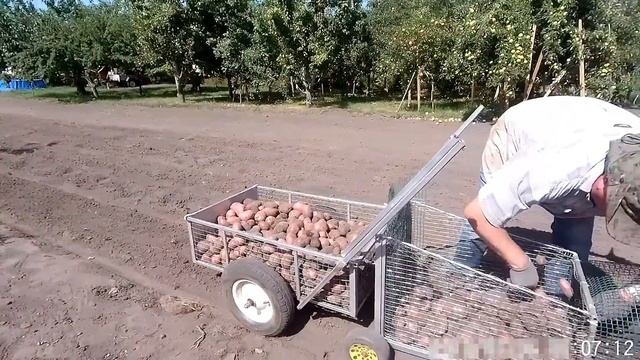 Картофелекомбайн к мотоблоку. Уборка картофеля 12 ведер за 7 минут. Мотоблок копает, собирает, везе смотреть онлайн