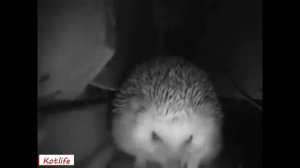 ЁЖИК ПЕРДИТ ЧИХАЕТ РЫГАЕТ !!! МЕГА ХИТ ПУК ЧИХ РЫГ 2021