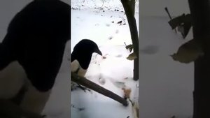 говорящая сорока