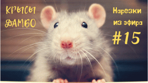 НАРЕЗКИ ИЗ ЭФИРА | КРЫСЫ #15