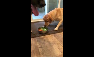 Пёс против шпината