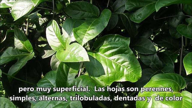 Vivoteca 51 Maracuya Passiflora edulis смотреть онлайн