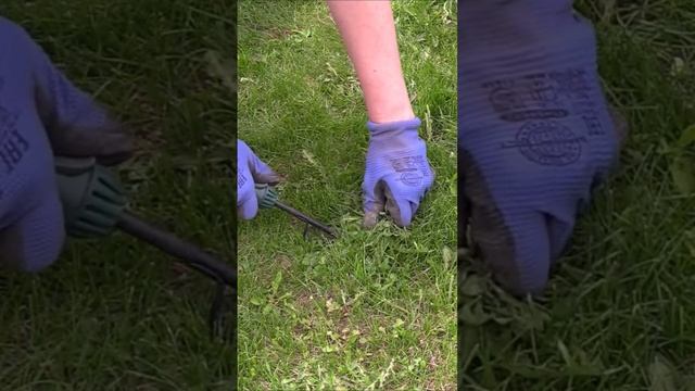 Избавляюсь от одуванчиков на газоне смотреть онлайн