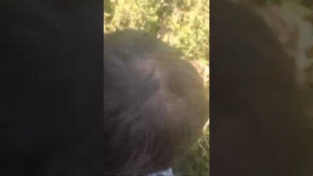 Где прячется фундук? Орешник дал плоды! смотреть онлайн