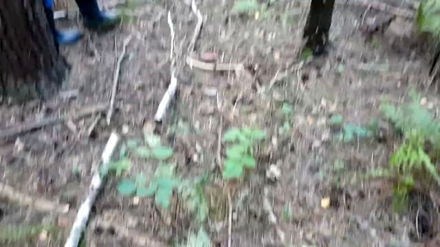 Монстр-дерево в лесу! Мы заблудились! Приключение Егора