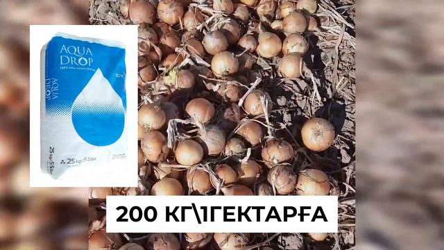 СПЭНИШ МЕДАЛЬОН пияздың өнімділігін қалай арттыруға болады! пияз егін жинау тыңайтқыш