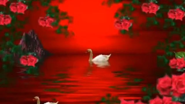 ПОСМОТРИ КАКИЕ РОЗЫ Я ИХ ТЕБЕ ДАРЮ! смотреть онлайн