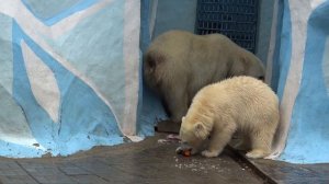 После завтрака медвежатам надо попить молока. 28.09.2023
