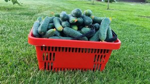 феномен луховицких огурцов раскрыт?