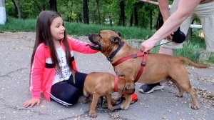 Совсем не страшный Стаффордширский бультерьер. It's not a scary Staffordshire Bull Terrier.