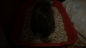 Котятам 1 месяц. Приучаем к туалету