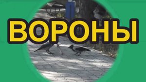ВОРОНЫ. ОНИ ВОКРУГ НАС. Птицы.