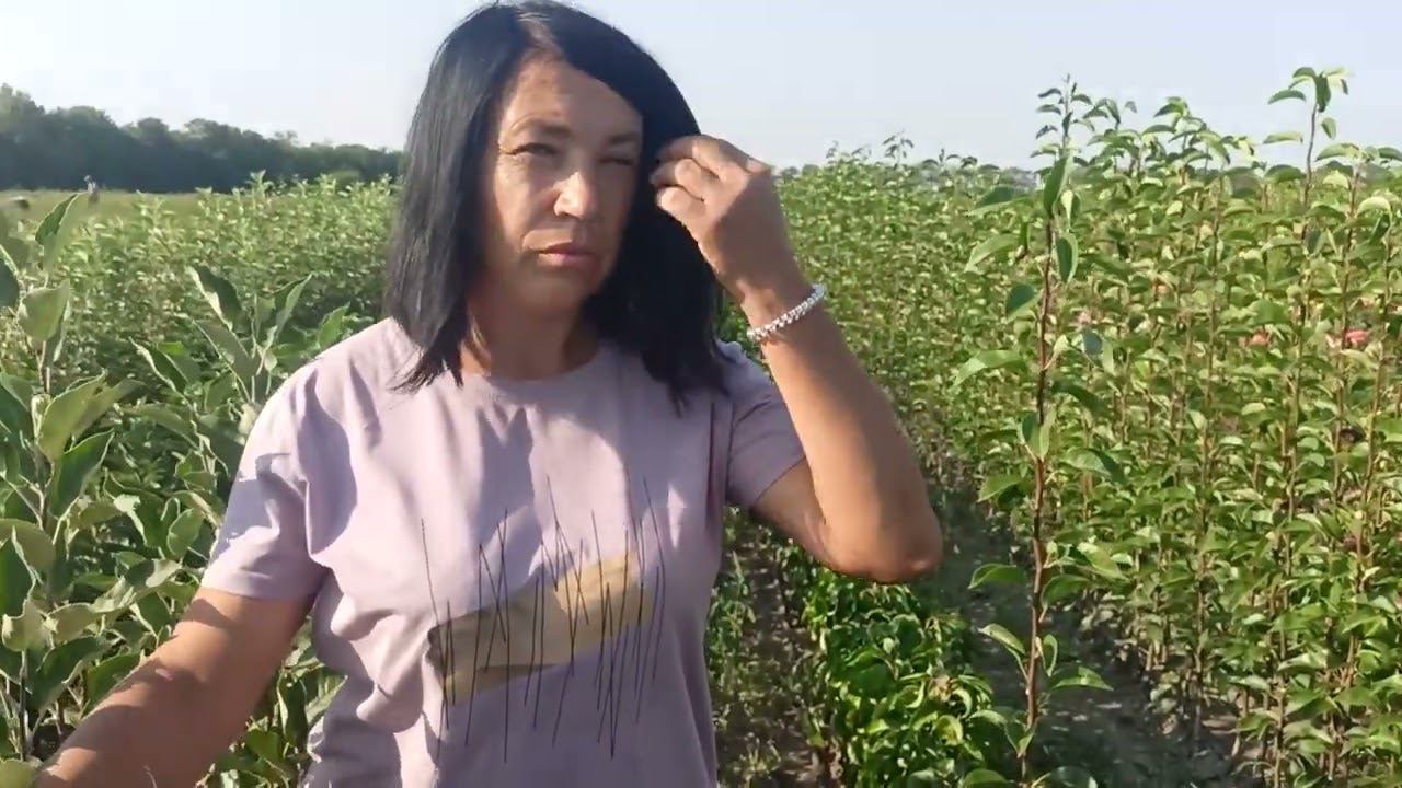 Как лечить медяницу на саженцах и деревьях груши: совет агронома компании АгроСад