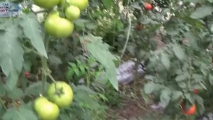 ОСЕННЕЕ ВЫРАЩИВАНИЕ ПОМИДОР В ТЕПЛИЦЕ.