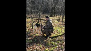 Охота с Русской пегой гончей на лисицу # 29