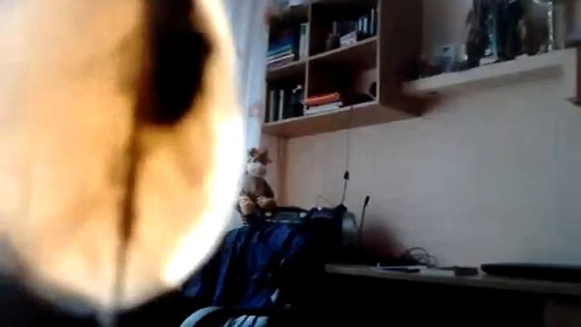 Мухи доминируют смотреть онлайн