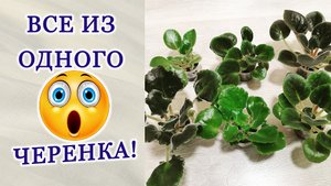 Сортовые фиалки и спорты из черенка. Отличие. Разбор.